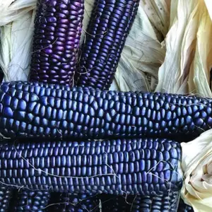 Terra Mater Gardens Jerry Petersen Blue Organic Seeds - Striking Blue Kernels, Hearty and Robust Flavor