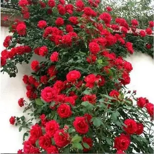 Green River 10 Climbing Red Rose Seeds - Premium Perennial Flower Seed Pack, Lush Garden Climber, Romantic Blooms, Cottage Garden Seeds, Seeds for Planting Outdoors, Pollinator Friendly