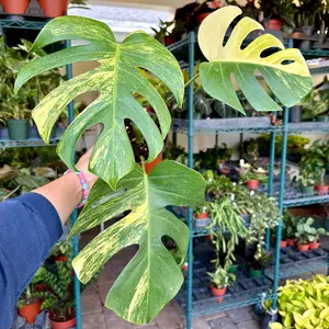 4” Monstera aurea