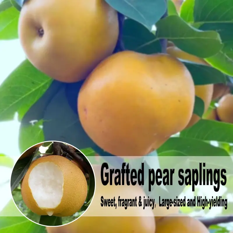 Grafted Pear Saplings Bare Root Live Fruit Tree Crisp Sweet Yellow Pear For Backyard Garden