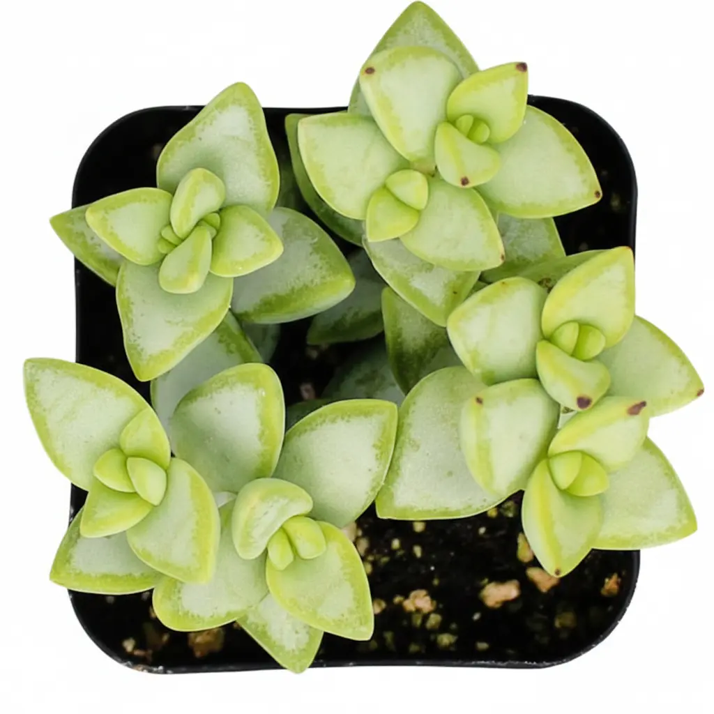 Crassula rupestris Rosary Vine