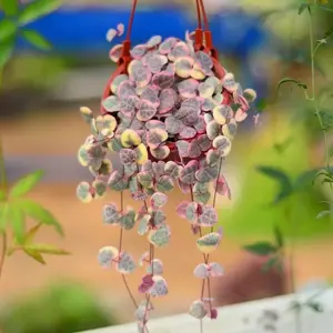 Variegated String of Hearts - Ceropegia woodii succulent plants - 2" in pot