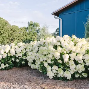 Little Hottie® Hydrangea