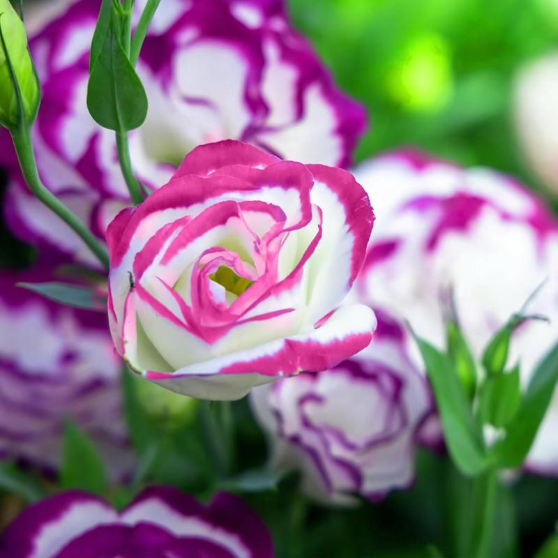 1000 Pcs Lisianthus Seeds,-Thornless Rose Seeds  Mixed Color Prairie Gentian， Bluebell Grandiflorum ,Cut flowersGMO free Borders Patio Beds Garden Flower Seeds for Planting