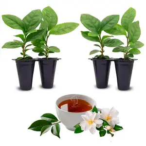 Tea Plant (4 Pack) | Real Live Plant for Sale | Perfect for Tea Lovers | Hardy and Easy to Grow for Planting | Grow Organic Tea Leaves at Home | Great for Indoor or Outdoor Gardens