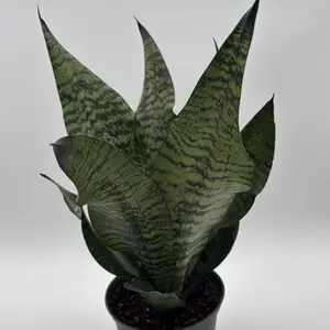 XL Sansevieria Robusta 8” Floor Plant | Live Snake Plant | Easy Care, Beginner-Friendly Indoor Houseplant for Home Decor