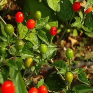 Chile Chiltepin Seeds - 12 High-Quality Chili Seeds for Gardening