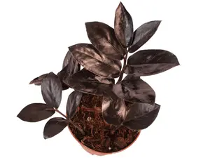 ZZ Black Queen 4” Potted Live Plant - Zamioculcas Zamiifolia - Rare Dark Foliage - Raven ZZ - Deep Purple to Black Leaves - Easy Care Houseplant - Tropical Gift - Unique Indoor Plant - Low Light Tolerant - Drought Resistant - Statement Greenery