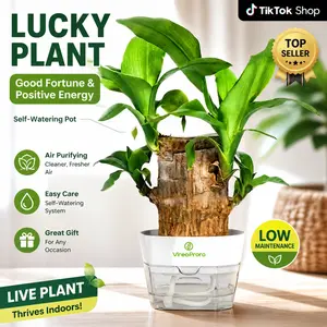 Tree-Shape Hydroponic Brazilian Lucky Plant with Wooden Base, Mysterious Doll Decoration, All-Seasons Home Office Ornament, Good Luck Prosperity Symbol, Variegated Houseplant Ideal Gift,summervibes