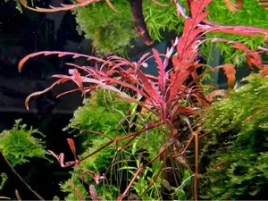Hygrophila pinnatifida! Tissue Culture (Multiple Plants!) - Live Aquarium Aquatic Plant