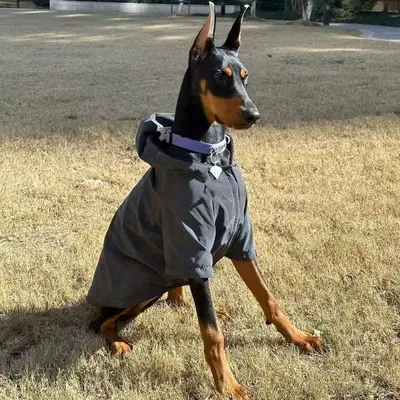 Dog Clothes Doberman Outfits Doberman Dog Clothes TikTok Shop
