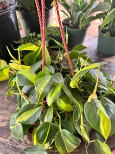 Philodendron Brasil | 6 Inch Pot | House Plant | Live Plant | Decoration