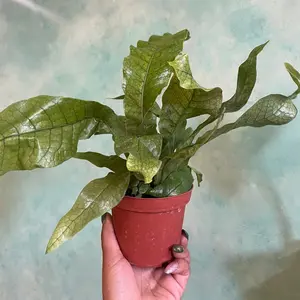 4 inch Crocodile Fern