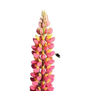 Green River 25 Pink Yellow Lupine Seeds, flower seed pack - Perennial Flower Seeds for Garden, Cottage Garden Blend – Colorful Spires, Pollinator Friendly, Seeds for Gardening