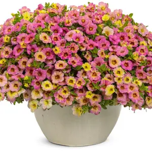 Superbells® Prism™ Pink Lemonade Calibrachoa