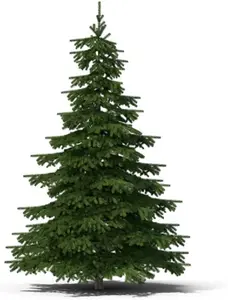 50 Balsam Fir Tree Seeds
