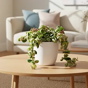 Hoya 'Rope Plant' Variegated