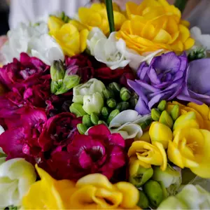 Double Freesia Flower Bulbs for Spring Planting - Mixed Colors for Bouquets - Large Healthy Bulbs - Great for Container or Outdoor Growing
