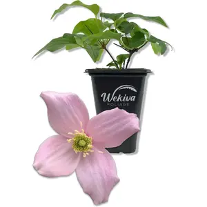 Clematis Montana Mayleen - Live Starter Plants in 2 Inch Growers Pots - Starter Plants Ready for The Garden - Rare Clematis for Collectors