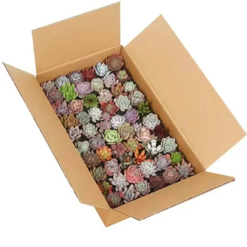 Succulent Arrangement Randomly Shipped Low Maintenance Desktop Decor Live Succulents Beginner Friendly Random Succulent Mix Tiktokshopspringglowup Premium Stems Kit
