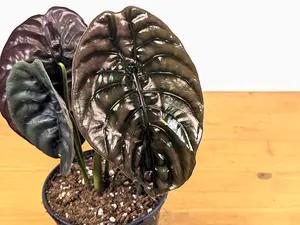 Alocasia cuprea Red Secret - 4 inch pot