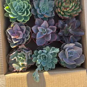 A beautiful bundled box Echevarria