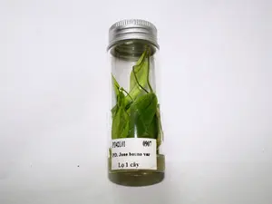 Variegated Philodendron Jose Bueno Tissue Culture - Live Houseplant - Indoor Plant Gift - Embryonic Plantlet