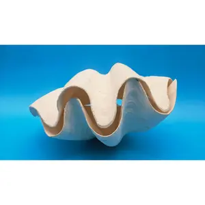 Large Giant Clam Shell (Tridacna gigas) - 10" x 6.5"