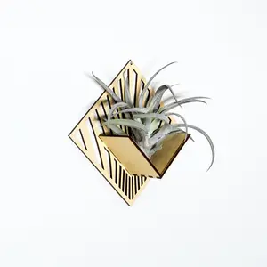 Quadrate Wall Planter 6 - Air Plant Holder Wall Mounted Display for Tillandsia, Cacti & Succulents, Made from Laser Cut Wood & Clear Acrylic, Handcrafted