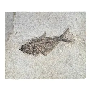 Fossil Fish Wall Plate (Diplomystus) - Green River Formation