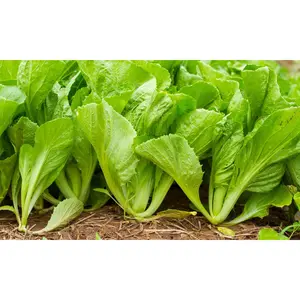 Mustard Seeds For Planting 500+ Plant Seeds For Planting Vegetables Non-GMO Heritage Seeds