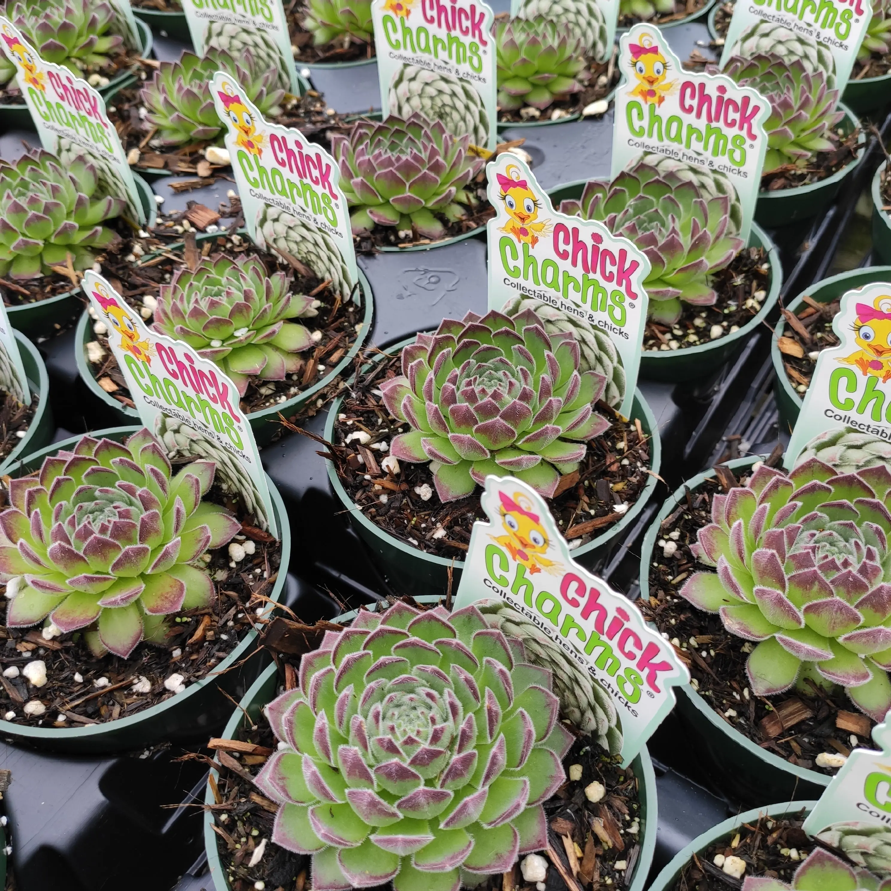 Sempervivum Chick Charms® Sugar Simmer™ Sempervivum Chick Charms® Sugar Simmer™