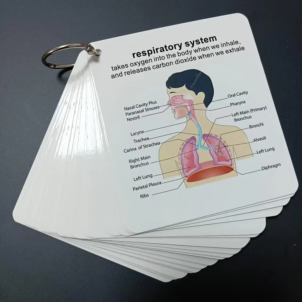 Human Anatomy Flash Cards Set, 21 Pieces with Hanging Rings, Medical & Nursing Study Guide, Ideal Gift for Students, Learning Aids