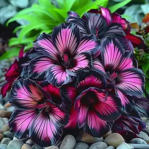 1000 pcs Hosta Seeds – Reliable Perennials for Shaded Flower Beds & Borders