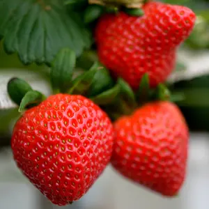 Allstar June-Bearing Strawberry Bare Root Plants | Mid-Season Sweet Strawberries | Large, Non-GMO, Cold-Hardy, Disease-Resistant Fruit for Gardens & Containers