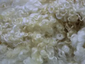 1oz Curly Felting locks, White Santa Beards, felting spinning wool fiber 3-4in,