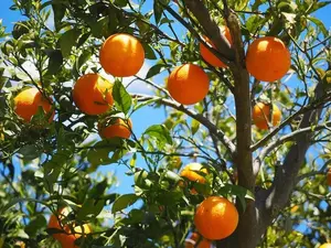 20 TANGERINE Mandrin Orange Citrus Reticulata Fruit Tree Seeds