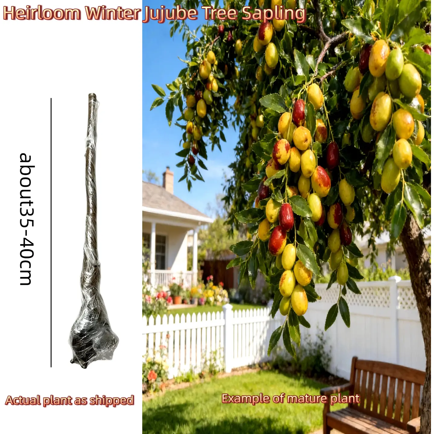 Heirloom Winter Jujube Tree – 5–6 Year Old, Bare Root, Strong Roots, Sweet & Crispy Fruit, Low-Maintenance, In-Ground or Container, for Home Gardens & Orchards Hardy Starter Plant