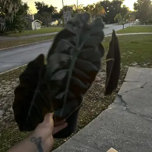 6” Alocasia chantrieri, live plant, indoor