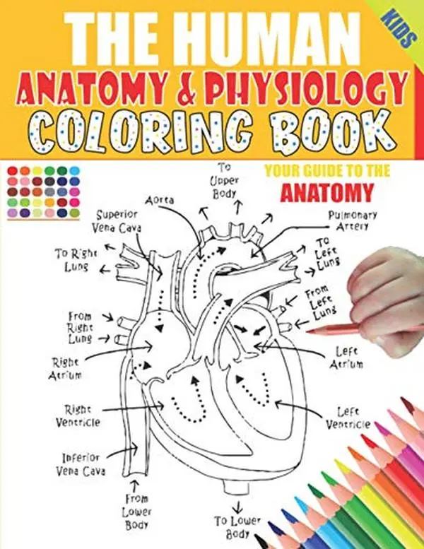 The Human Anatomy and Physiology Coloring Book: 50+ illustrations in an Activity coloring book for kids and teens, Great christmas, thanksgiving, ... yourself, structure & function smart Anatomy