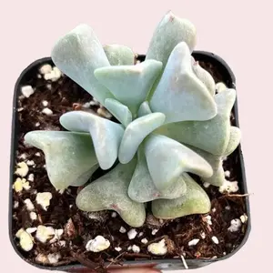 Live Topsy Turvy Echeveria Plant - Small Succulent Plant - Silvery Blue Plant - 2 Inch Pot