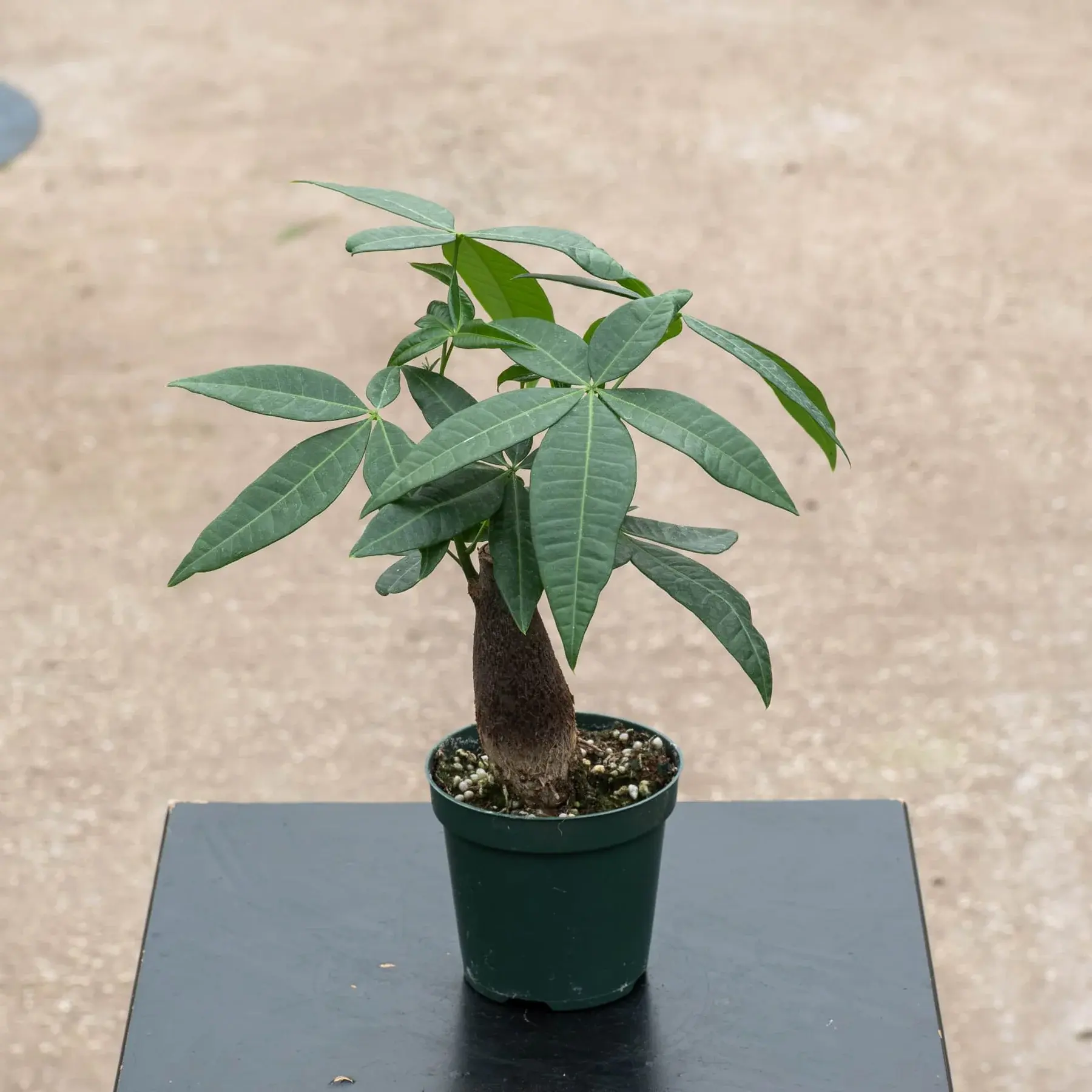 Pachira Aquatica Money Tree , Lucky Bonsai Tree , Easy Care Indoor Ornamental Houseplant for Home Office Decor, Good Fortune Symbol Plant
