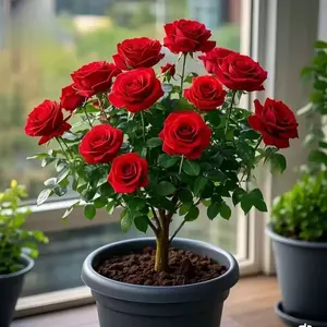 200pcs Rose Seeds for Planting – Perennial Heirloom Flower Seeds with High Germination Rate – Open-Pollinated Shrub Variety for Garden Beds, Pots, Balconies & Walkways – Easy to Grow, Fragrant Blooms – Ideal for DIY Landscaping & Flower Lovers