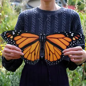 'Giant Monarch' Butterfly