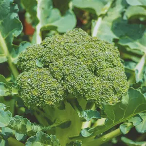 Heirloom Green Sprouting Calabrese Broccoli Seeds - Sustainable and Regenerative Organic Gardening Seeds