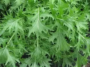 2000 Mizuna Mustard Seeds for Planting Garden Vegetable Bulk Survival Microgreems Mustard Sprouts