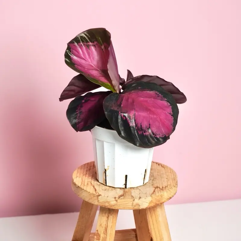 Calathea ‘Crimson’ - 4” Pot