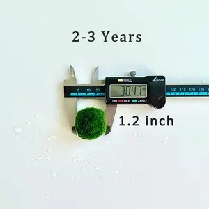 2-3 Year 3-4cm Moss Balls: 5/10/20/50PCS Live Marimo Moss Ball Aqua Plant Pet All Size - Japanese Algae Ball Plants for beginner carefree plants best indoor plants Marimo Moss Ball Aquarium Plants mossplantpetaquariumdesk aquascape tank aquatic plant