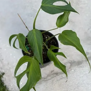 Monstera Burle Marx Flame Tissue Culture - Live Houseplant - Rare Exotic Aroid - Iconic Skeleton Leaves - Deep Fenestrations -  Unique Tropical Foliage - Indoor Plant Gift - Embryonic Plantlet - Collector's Item