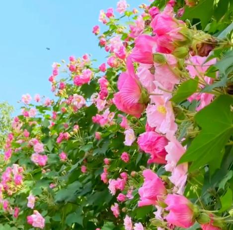 Confederate Rose Seeds Non-GMO – Easy-to-Grow Hibiscus mutabilis, Color-Changing Flowers, Balcony & Garden Ornamental Shrub, Beginner-Friendly, Stunning Blooms